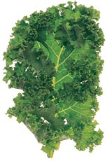 GreenCurlyKale.jpg